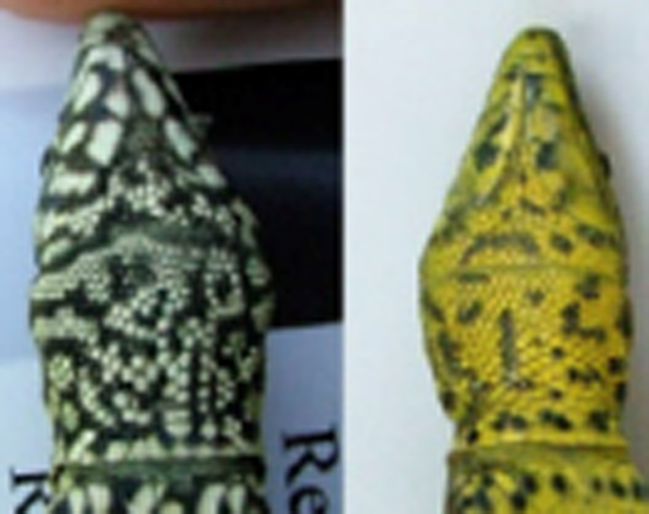 A side by side of a reptile with different coloured skin