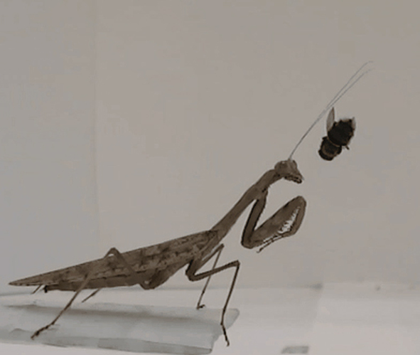 A praying mantis attacking its prey