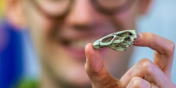 Dr Daniel Field holding a life-size 3D print of the 'Wonderchicken' skull—the world's oldest modern bird skull