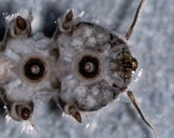 larvae of the net-winged midge