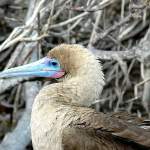 Red-footed Boobies