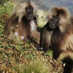 Baboons