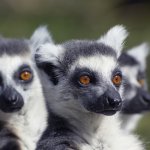 Ring tailed Lemurs