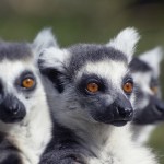Ring Tailed Lemurs