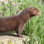 Image of an american mink