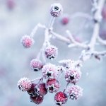 Winter berries