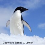 Adelie Penguin on snow