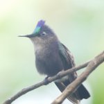 image of a bird