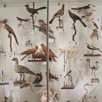 A museum case of birds