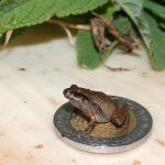 Mexico's smallest frog