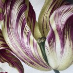 painting of tulip