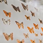 Museum collection of butterflies