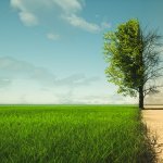 tree in a field
