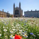 image of King's College wildflower meadow