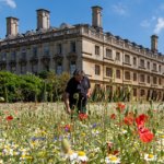 King's College wild flower meadow