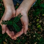 Image of hands holding a plant