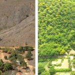 Before and after shots of the now thriving rainforest in the Minas Gerais region   