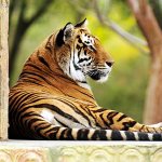 Bengal Tiger