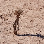 Single plant in dry ground