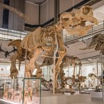 The largest ever marsupial - Julieta Sarmiento Photography