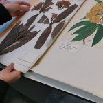 Rhododendron brookianum type specimen from the University of Cambridge Herbarium