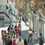Visitors are welcomed to Cambridge's Zoology Museum beneath its fin whale skeleton