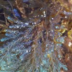 Seaweeds showing structural colour