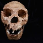 A cast of the skull of Homo Heidelbergensis, one of the hominin species analysed in the latest study.
