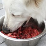 Dog eating raw meat