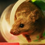 Brown mouse