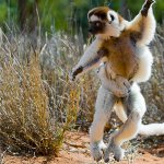 Leaping Lemur