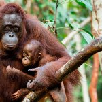 Mummy and cub orangutans in the rainforest