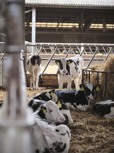 Cows relaxing in their shed