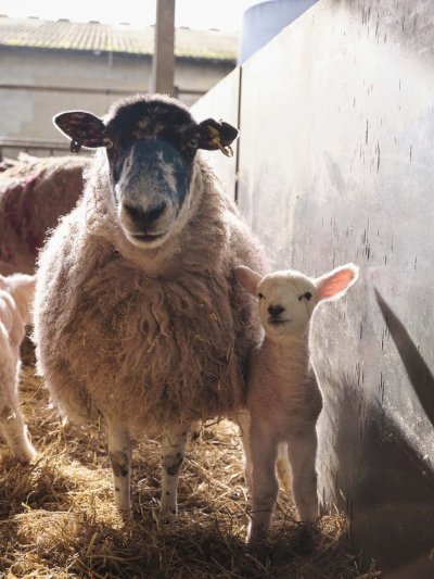 Ewe and me