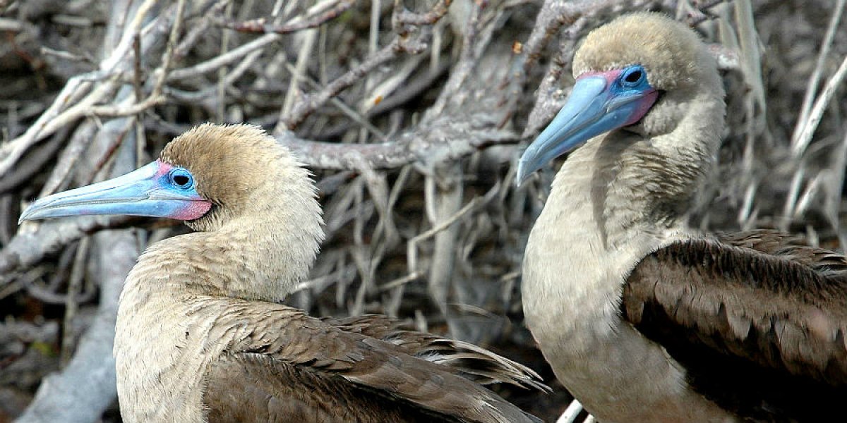 Red-footed Boobies