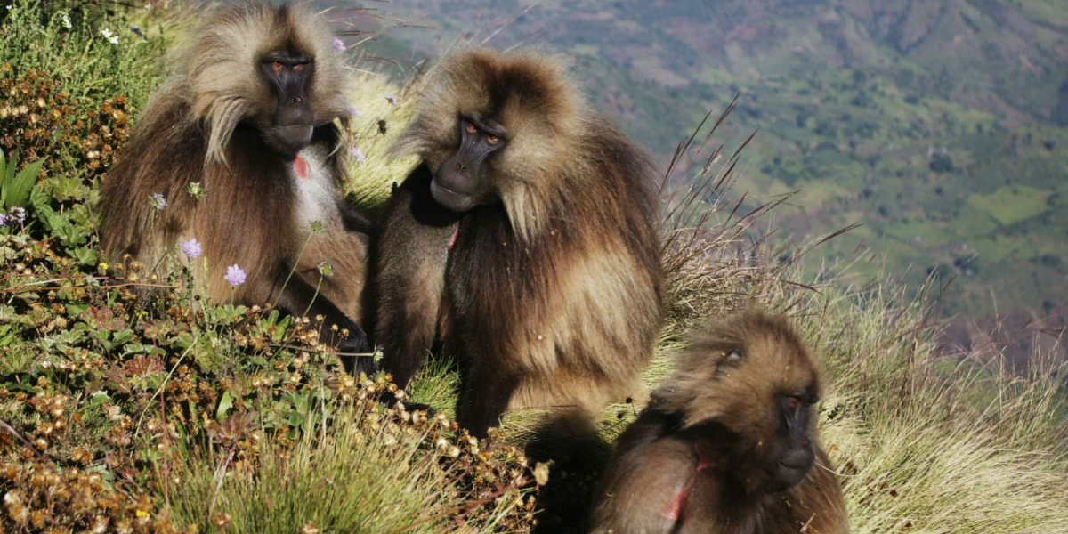 Baboons