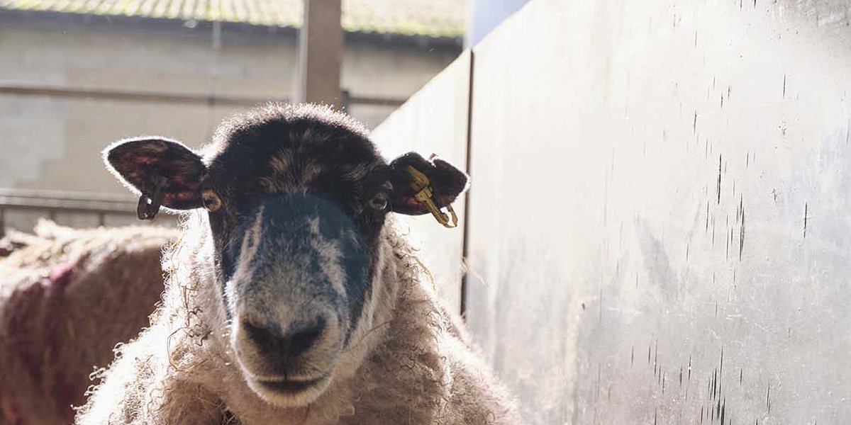 Sheep