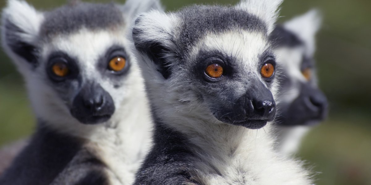 Ring tailed Lemurs