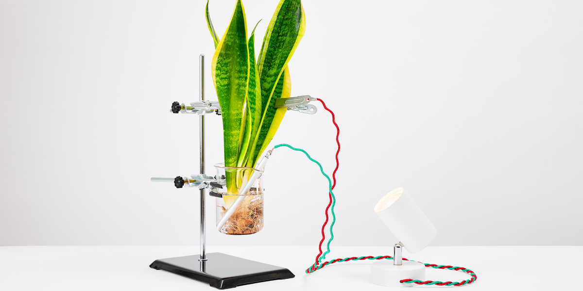 Plant Power experiment