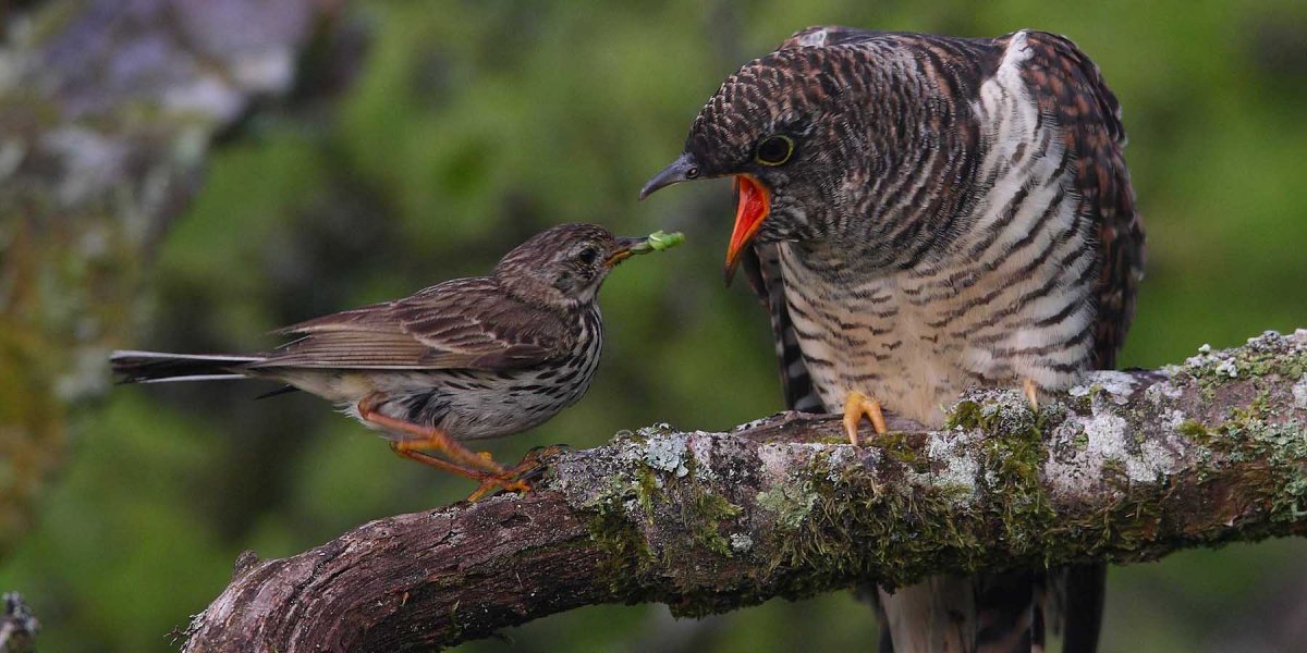 A pipit feeding a cuckoo chick 