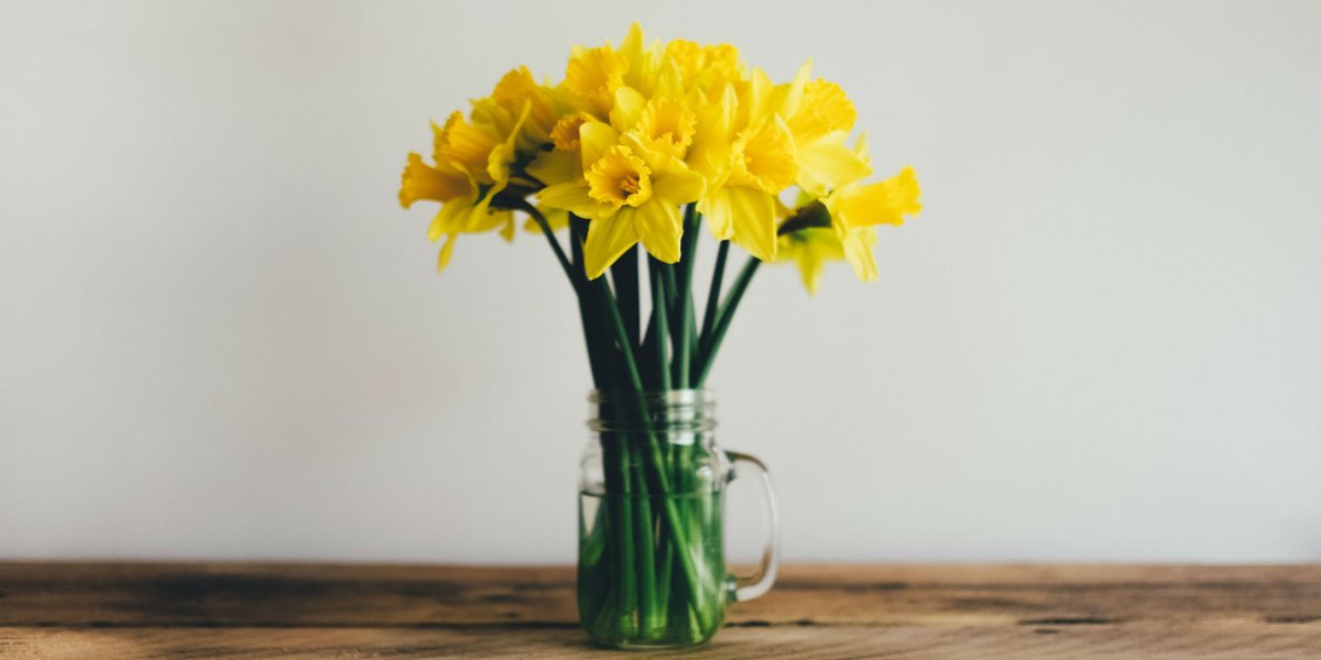 Photo of daffodils