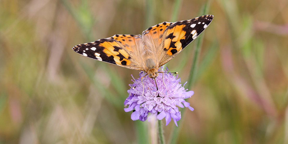 Painted lady of scabious
