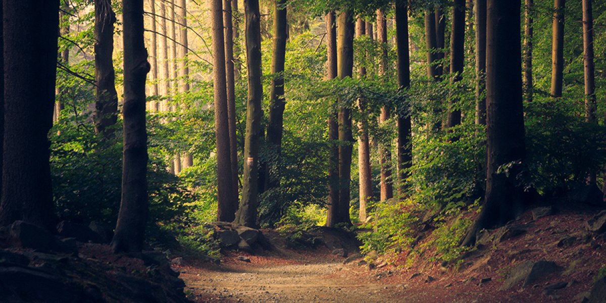 Woods