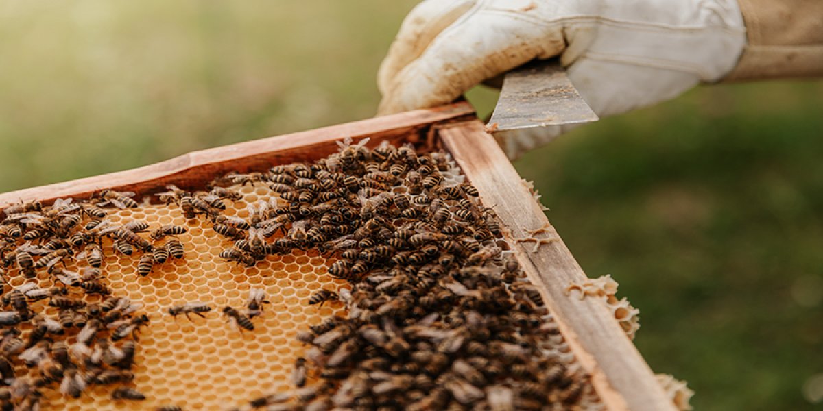 Bees