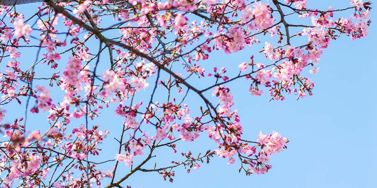 Blossom Flowers