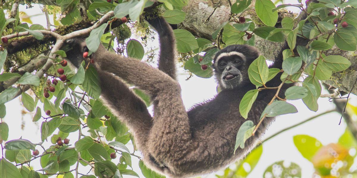 Bornean gibbon (Hylobates muelleri), Danum Valley, Sabah, Malaysia