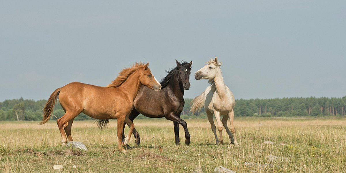 Image of three horses in a field