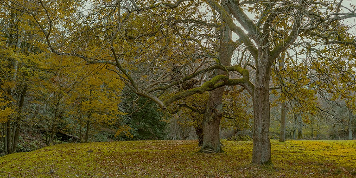 Image of trees in Bishop Auckland