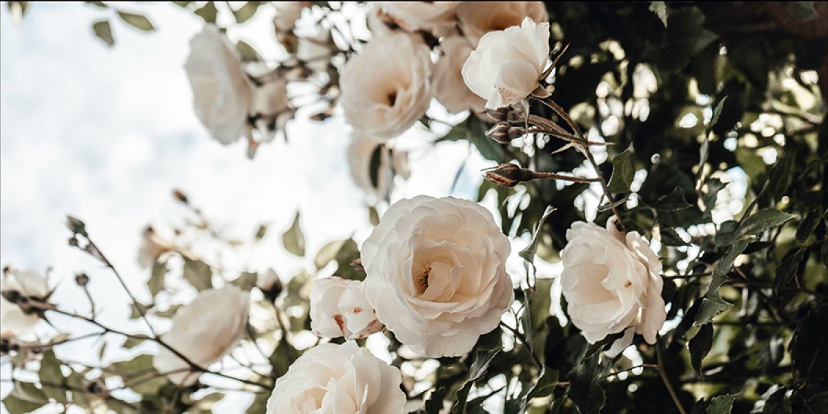 Image of a white rose bush outside