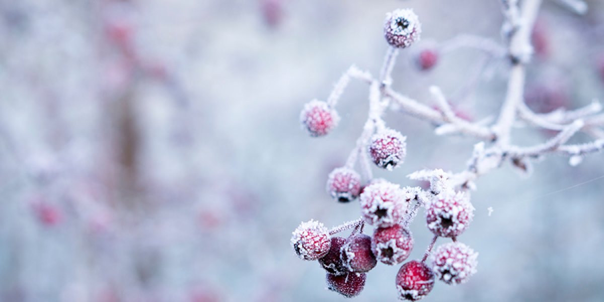 Winter berries